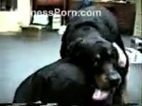 [ Pet XXX ] Black rottweiler incredibly copulates its mastix to earn food